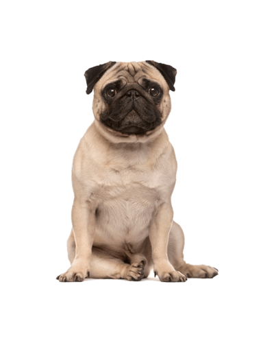 Pug
