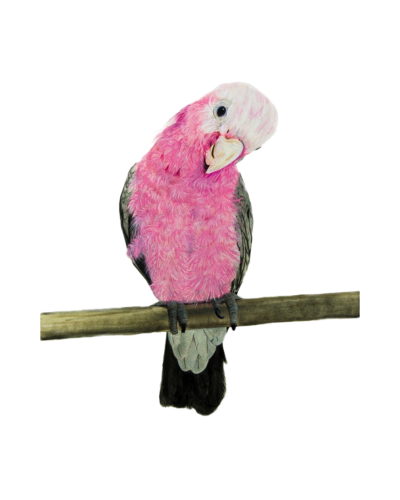 Galah