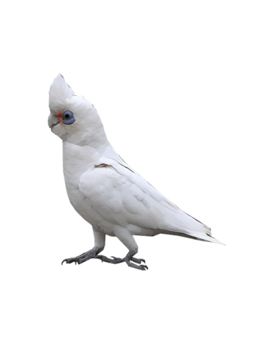Little Corella
