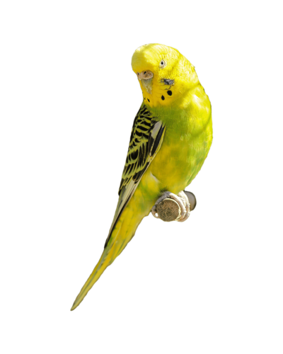 Budgerigar