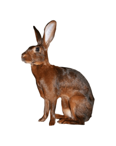 Belgian Hare
