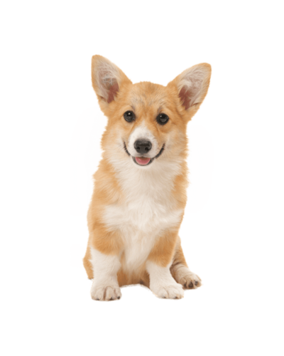 Corgi