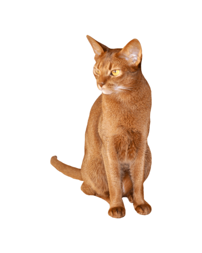 Abyssinian
