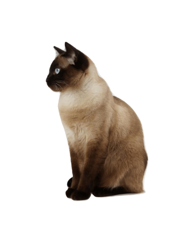 Siamese
