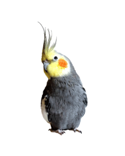 Cockatiel